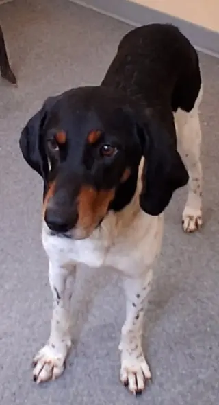 Louie