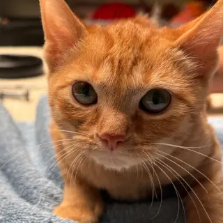 Santana