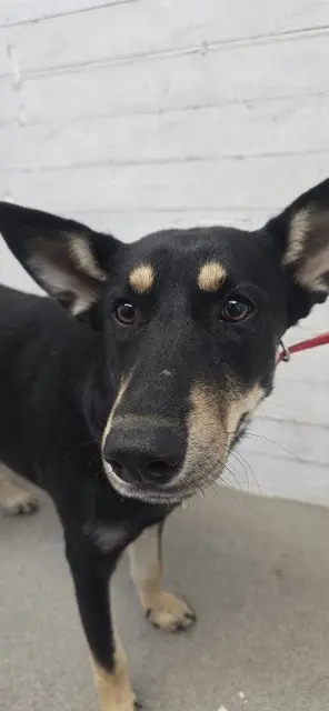 FIONA