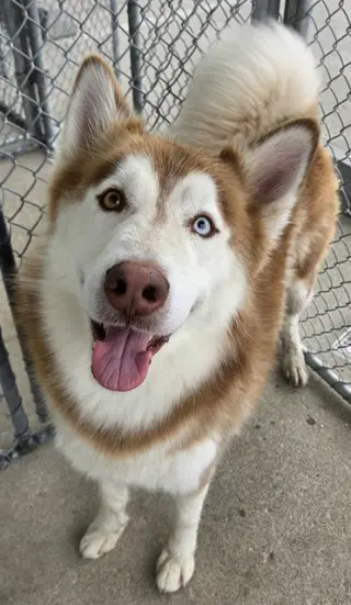 *YUKON