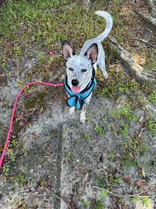 Bindi