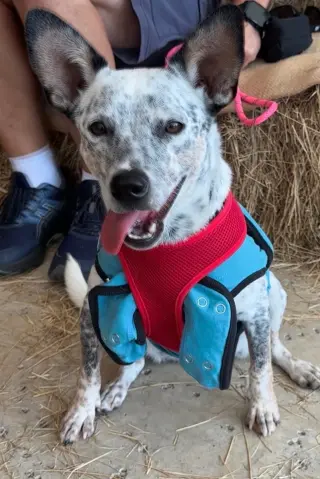 Bindi