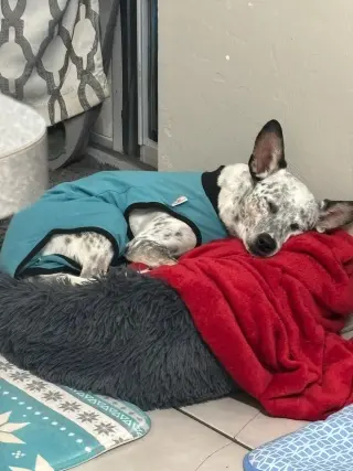 Bindi