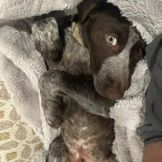 Milo
