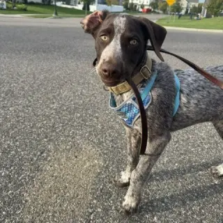 Milo