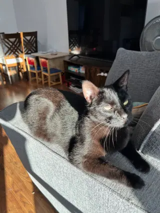 Draco