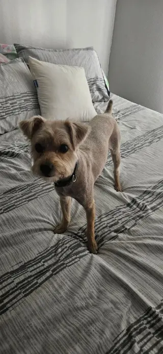 Toby
