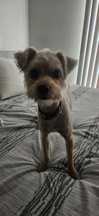 Toby