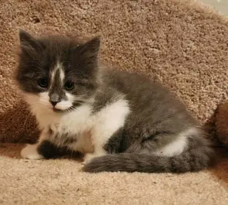 Meatloaf