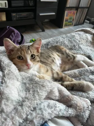 Maple