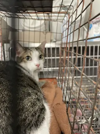 LITTLE KITTY