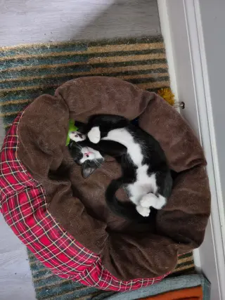 Ringo (f) Willow Grove Area, (FCID 10/14/2026-118)
