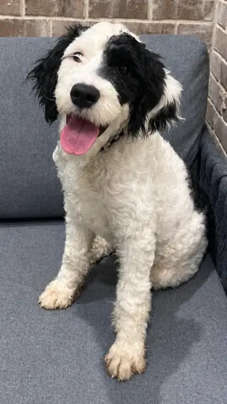 PUPPY FINN
