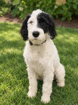 PUPPY FINN