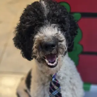 Dave from Accounting