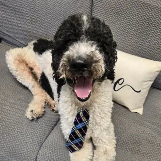 Dave from Accounting