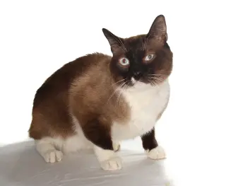 Tofu