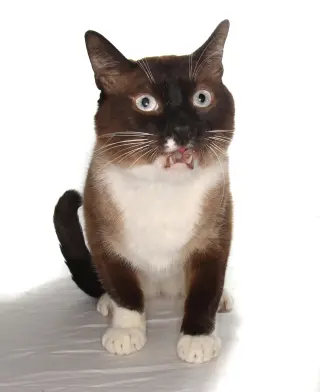 Tofu