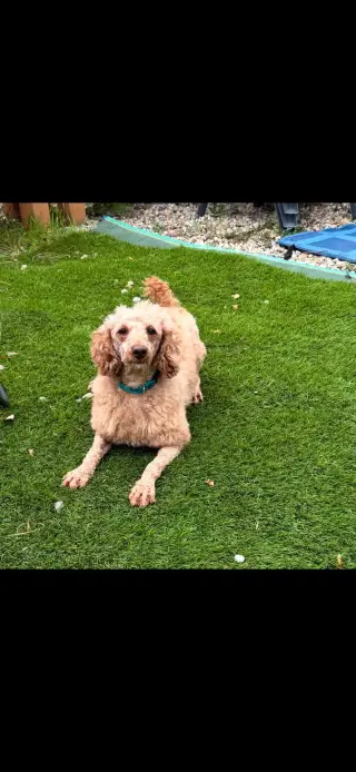Annie