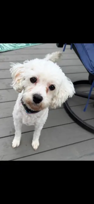 Daisy