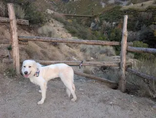Yuki