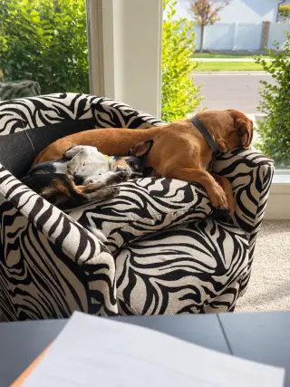 Sox
