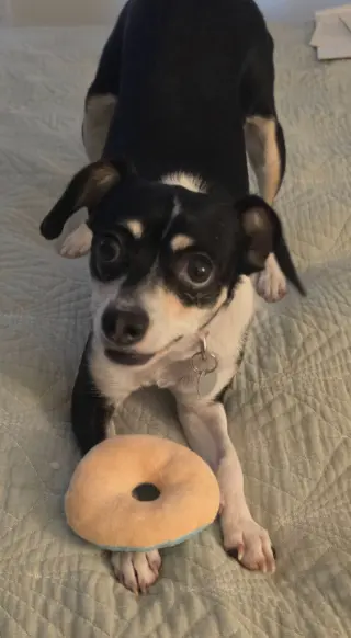 Shay
