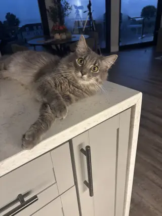 Finn