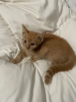 Pumpkin Spice
