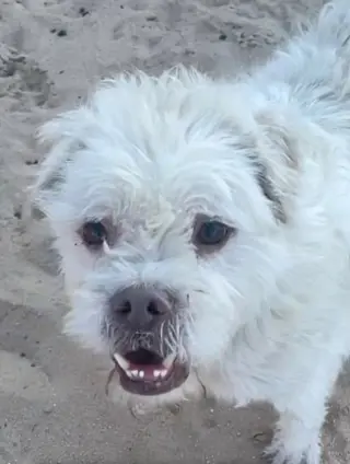 Sparky