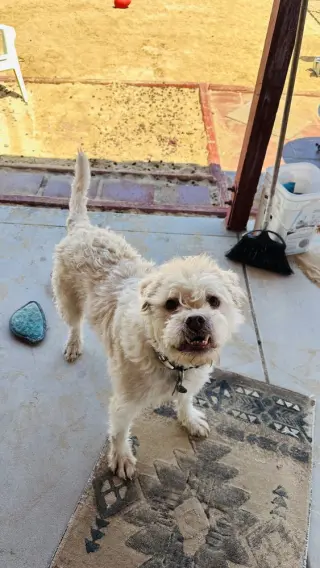 Sparky
