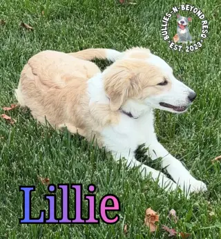 Lillie