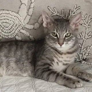 Timmy