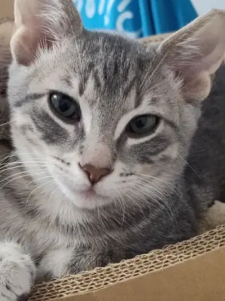 Timmy