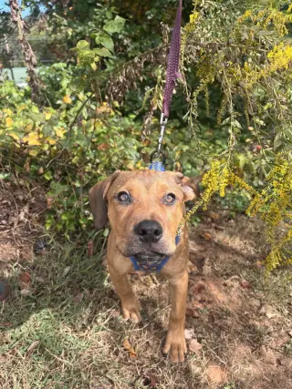 Paloma