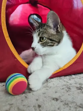 Miss Dahlia