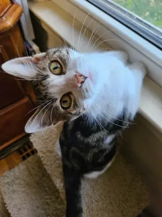 Miss Dahlia
