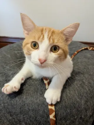 Creamsicle