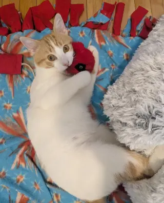 Creamsicle