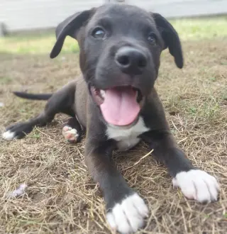 Bongo - In Foster - Call for Appt