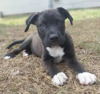 Bongo - In Foster - Call for Appt