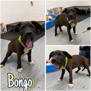 Bongo - In Foster - Call for Appt