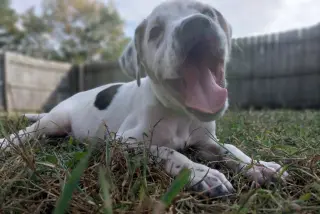 Maraca - In Foster - Call for Appt