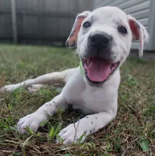 Maraca - In Foster - Call for Appt