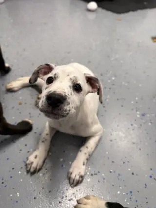 Maraca - In Foster - Call for Appt