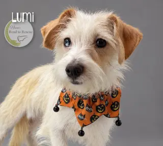 Lumi