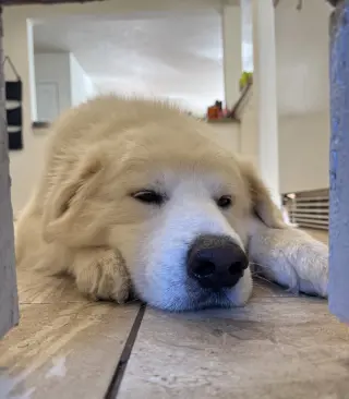 Bailey