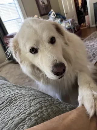 Bailey