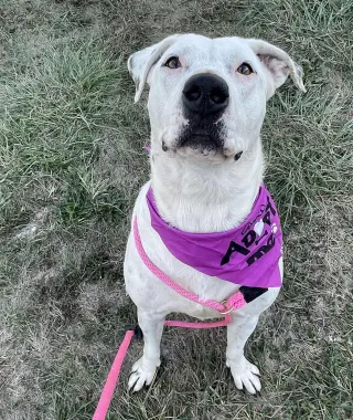 Gigi