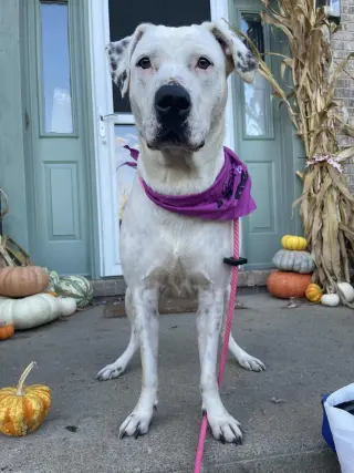 Gigi